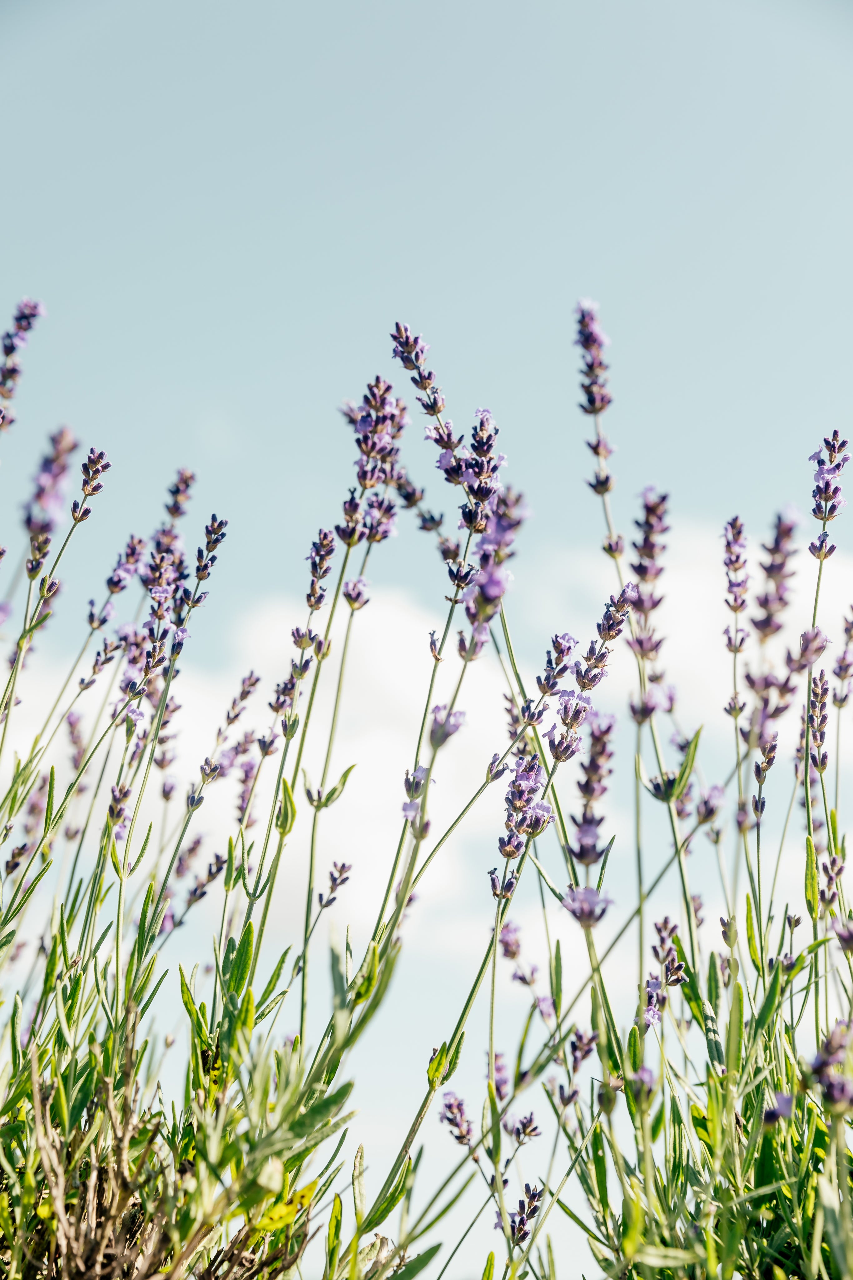 purple-flowers-stand-tall.jpg